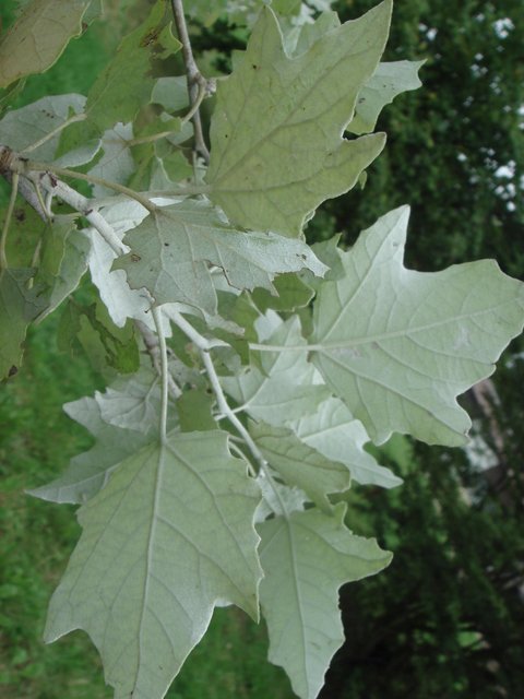 Populus alba 'Raket' revers feuille